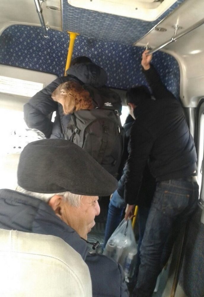 Фото, которые доказывают — безумцы собираются в общественном транспорте