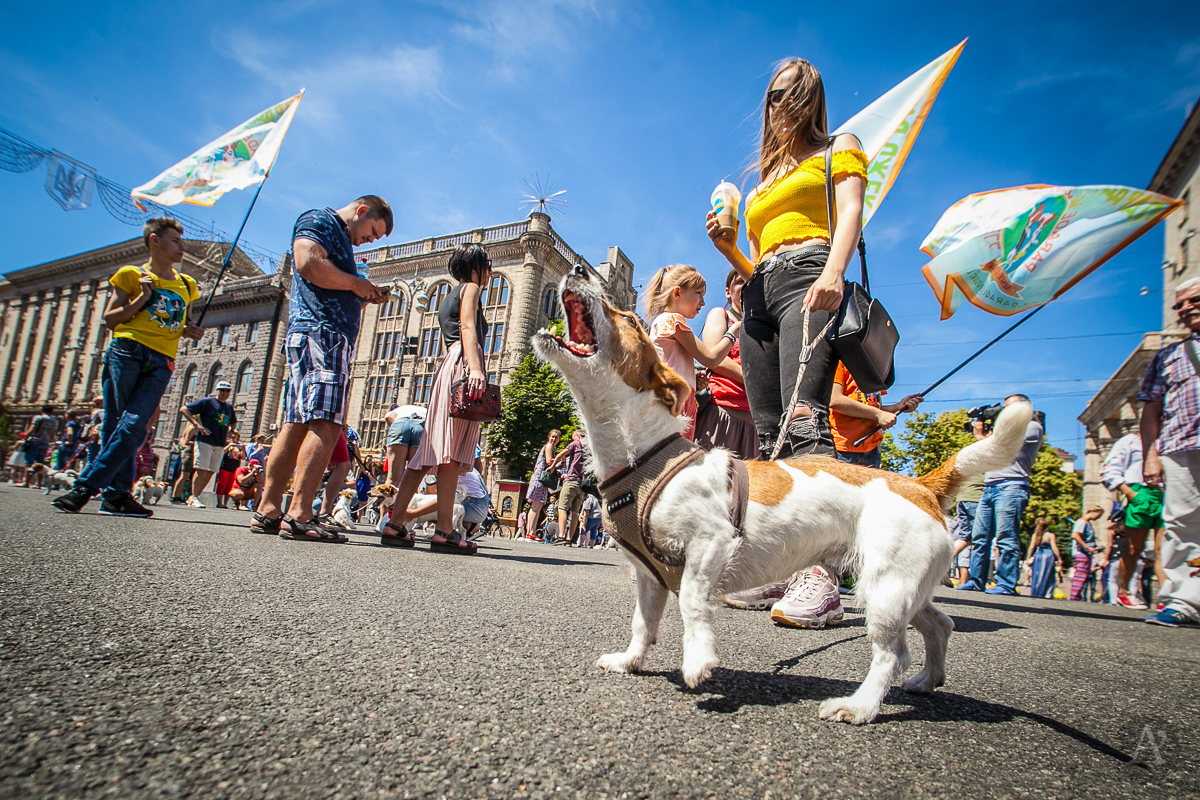 Опубликованы яркие фото парада собак в центре Киева