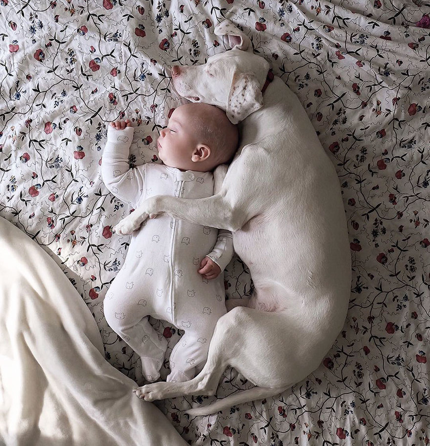 Необычная дружба: Трогательные снимки маленького мальчика и собаки восхитили сеть