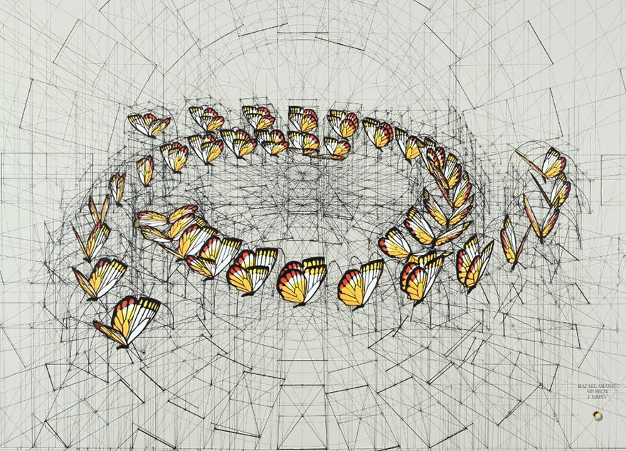 Раскраска с золотыми пропорциями от Рафаэля Араухо