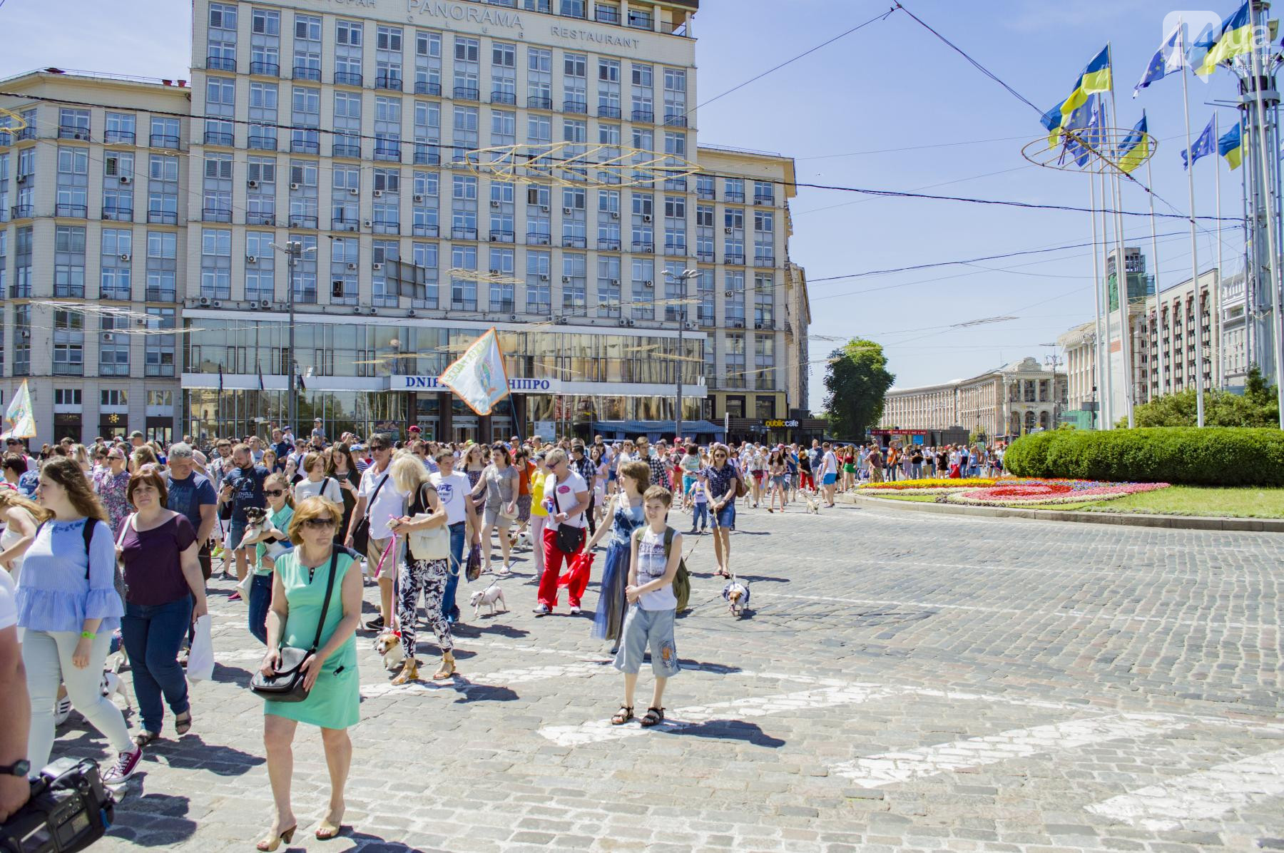 Уголовники, принцессы и ковбои: в Киеве прошел парад собак \"Джек Рассел\"
