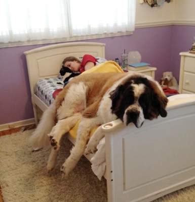 Смешные собаки, вытеснившие хозяев с постели