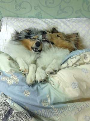 Смешные собаки, вытеснившие хозяев с постели