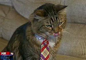 На место в Сенате США претендует кот