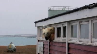 Ограбление провалилось: полярный медведь залез в окно отеля и застрял