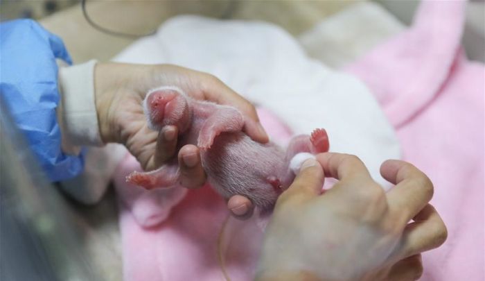 Новорожденные малыши панды