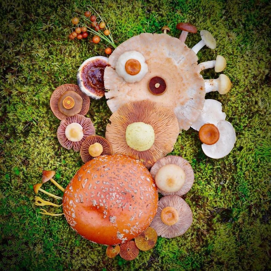 Картины из диких грибов от Саары Алхопуро
