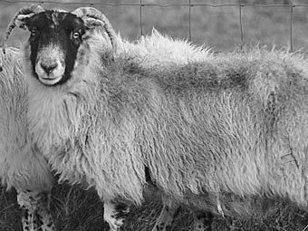 В Великобритании погибла старейшая в мире овца