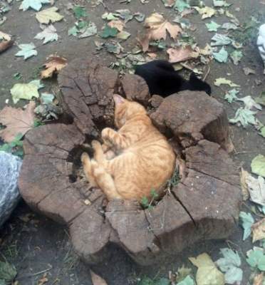 Смешные коты, спящие в самых неподходящих местах