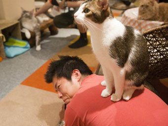 Японские кафе с кошками изменят режим работы