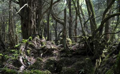 Восемь самых необычных лесов в мире. Фото