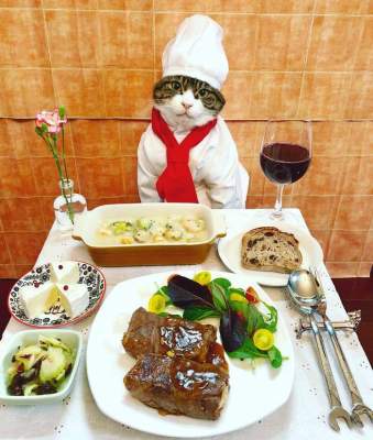 Кот, обожающий наряды, стал звездой Instagram