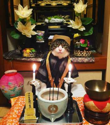 Кот, обожающий наряды, стал звездой Instagram