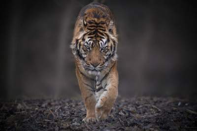 Тигры в завораживающих портретах от талантливых фотографов. Фото