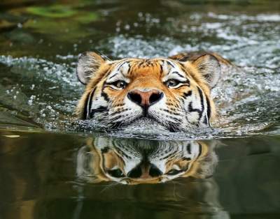Тигры в завораживающих портретах от талантливых фотографов. Фото