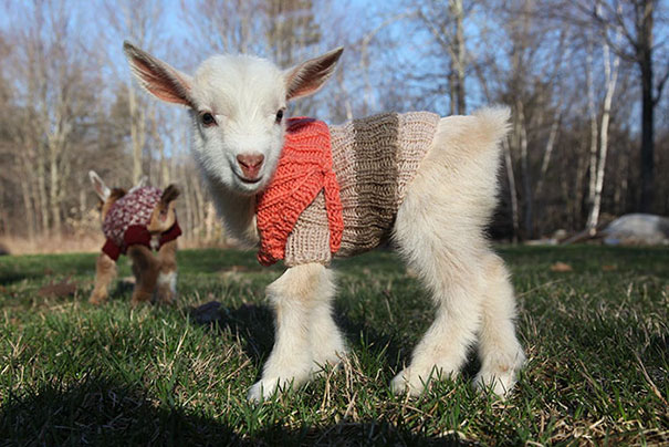 Милые животные в вязаных свитерах