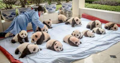 Как ухаживают за пандами в Китае: удивительные кадры. Фото