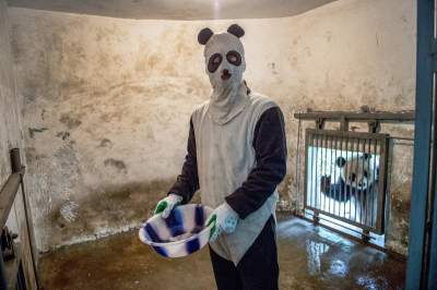 Как ухаживают за пандами в Китае: удивительные кадры. Фото