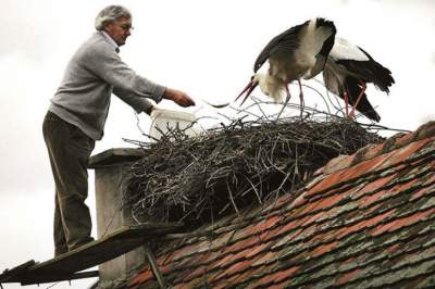 Пара аистов из Хорватии с необычной и трогательной историей. Фото