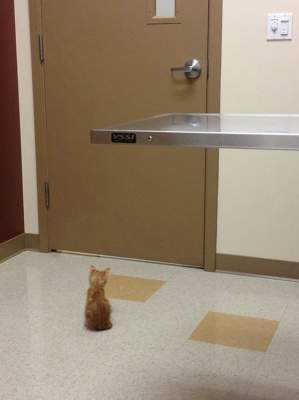 Забавные коты, которые не были готовы к встрече с ветеринаром
