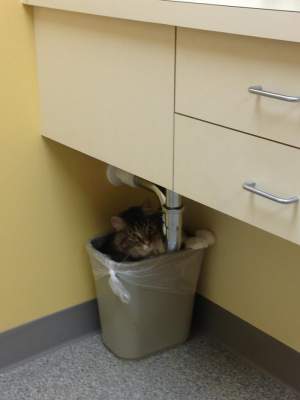 Забавные коты, которые не были готовы к встрече с ветеринаром