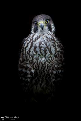 Хищные птицы в портретах талантливого фотографа. Фото