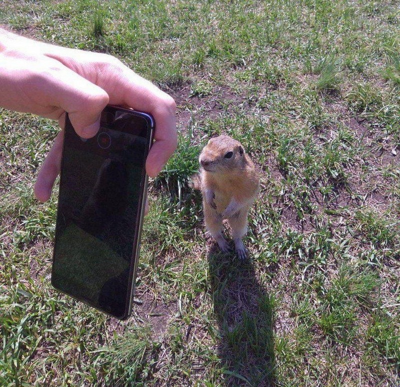 Забавные и милые животные заряжают позитивом