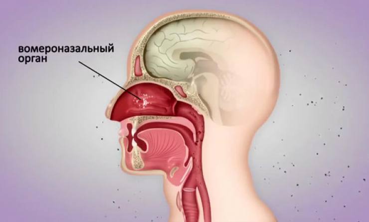 Части нашего тела, которые не играют значительной роли