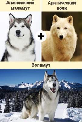 Так выглядят гибриды собак и волков. Фото