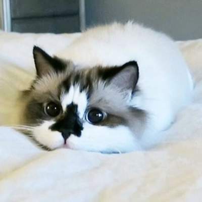 Кот с необычным окрасом стал звездой Instagram