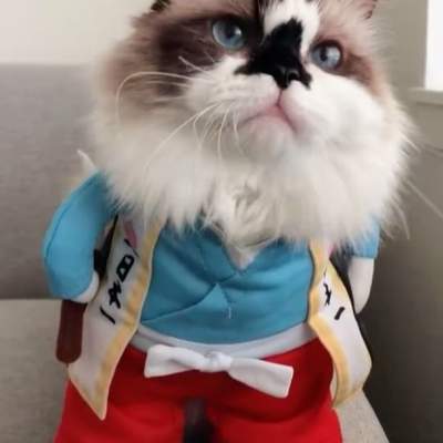Кот с необычным окрасом стал звездой Instagram