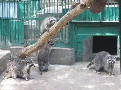 Сеть покорили игривые еноты из николаевского зоопарка