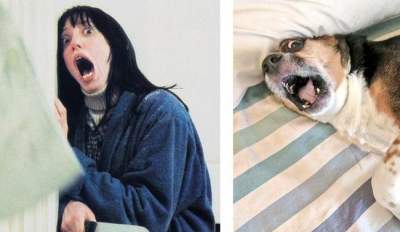 Смешные фотки собак, невероятно похожих на людей