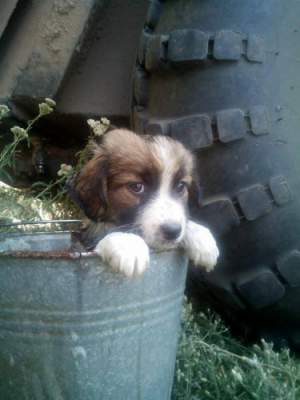 В Сети показали хвостатых друзей украинских военных. Фото