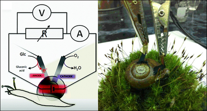 Ученые создали улитку-киборга, вырабатывающую электричество