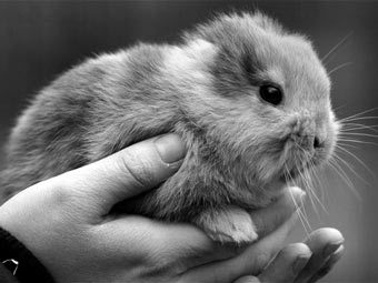 Неуклюжий телеоператор раздавил насмерть 17-дневного безухого крольчонка в немецком зоопарке