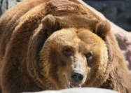 Ученые выяснили, что медведи не любят мед  
