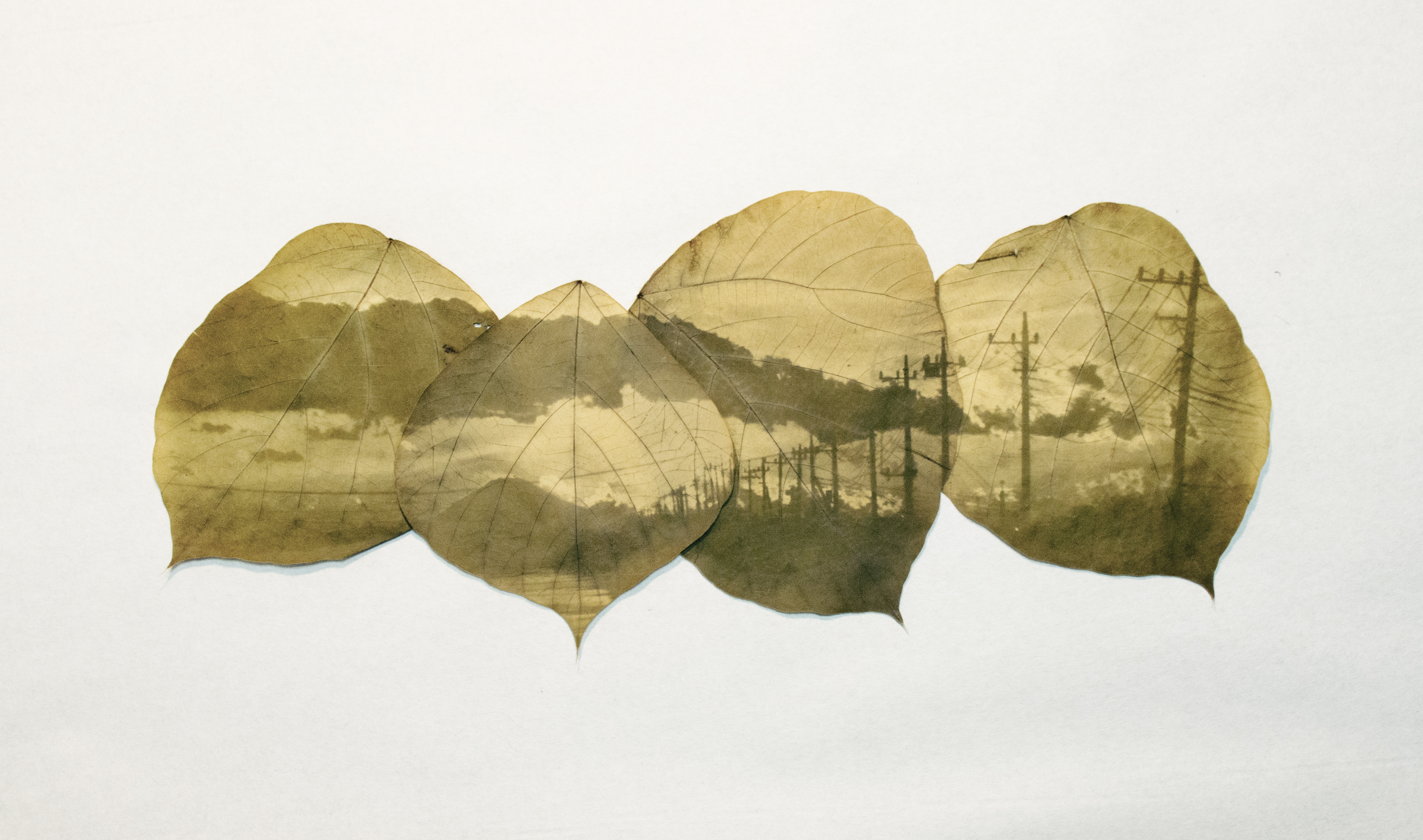 Японка печатает фотографии на листьях деревьев. ФОТО