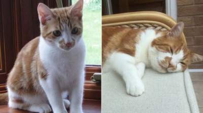 Нагулялся: в Британии кот вернулся домой после 10 лет «странствий»