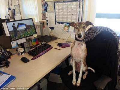 Забавные снимки собак на рабочем месте их хозяев