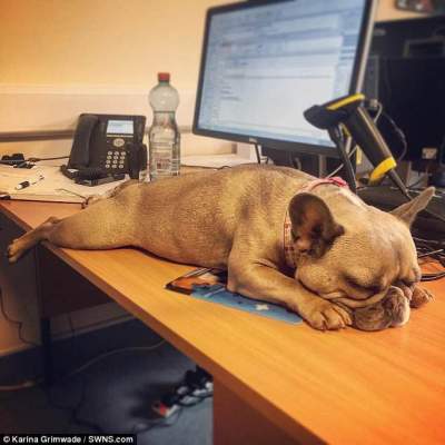 Забавные снимки собак на рабочем месте их хозяев