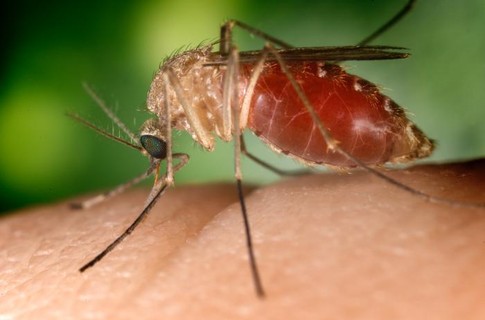 Ученые объяснили, почему комары так любят людей 