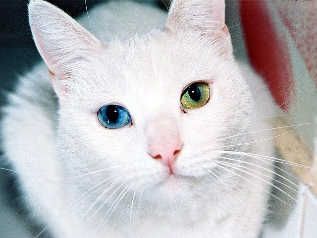 Милые кошки с нарушением пигментации глаз