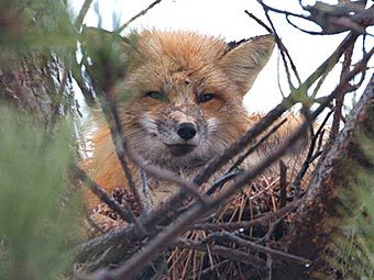 Канадский лис облюбовал воронье гнездо  