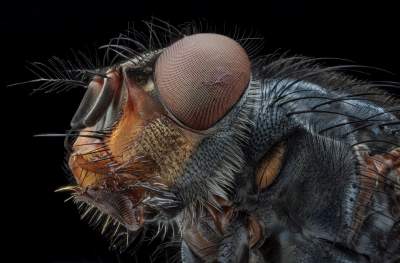 Самые жуткие насекомые, напоминающие пришельцев. Фото