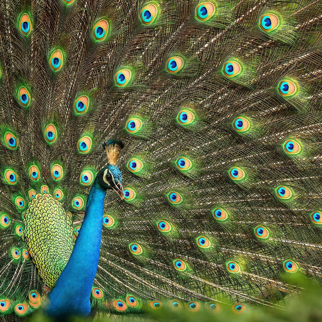 Красота природы, животных и птиц на снимках Варуна Адитья