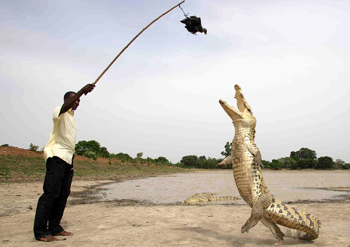 Священные крокодилы из Буркина-Фасо рядом с детьми
