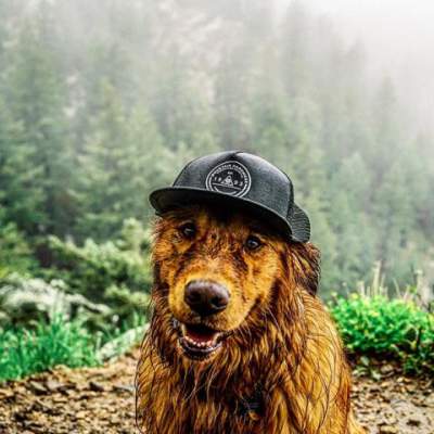 Путешествующая по миру собака стала звездой Instagram. Фото