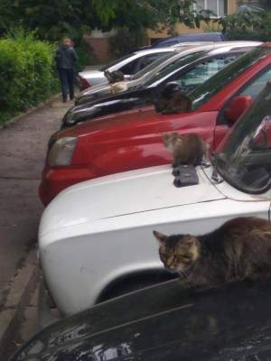 Сторожевые коты: Сеть насмешила фотка, сделанная во Львове