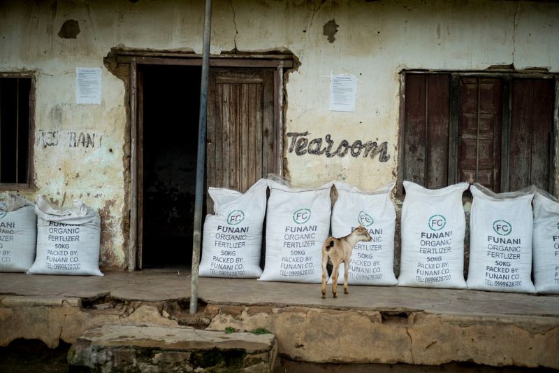 Табачные фермы в Малави, где пашут все